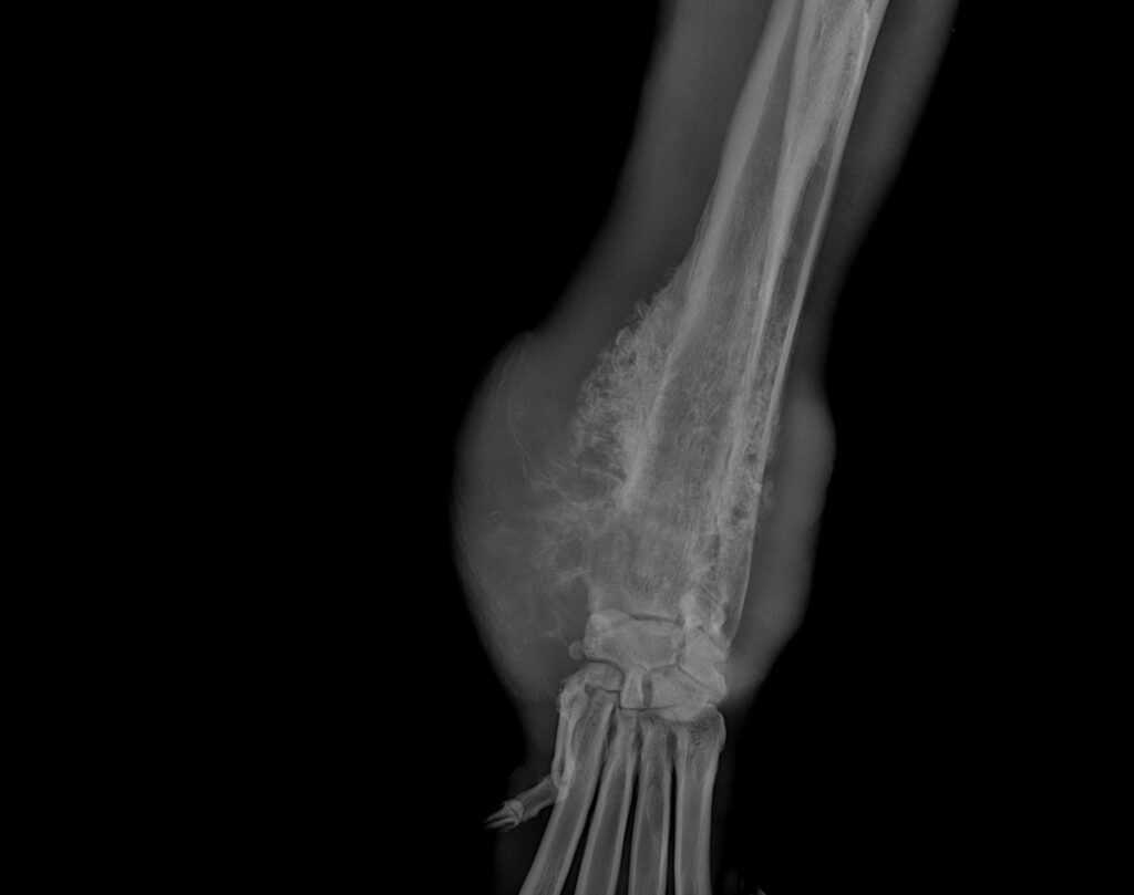 rentgen-snimok-nogi-sobaki-1024x809 Общая информация по рентгенодиагностике