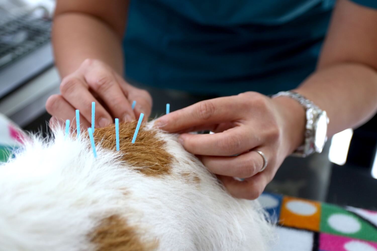 Иглотерапия в спб. Иглотерапия животных. Beijing Pets benefit from Acupuncture.