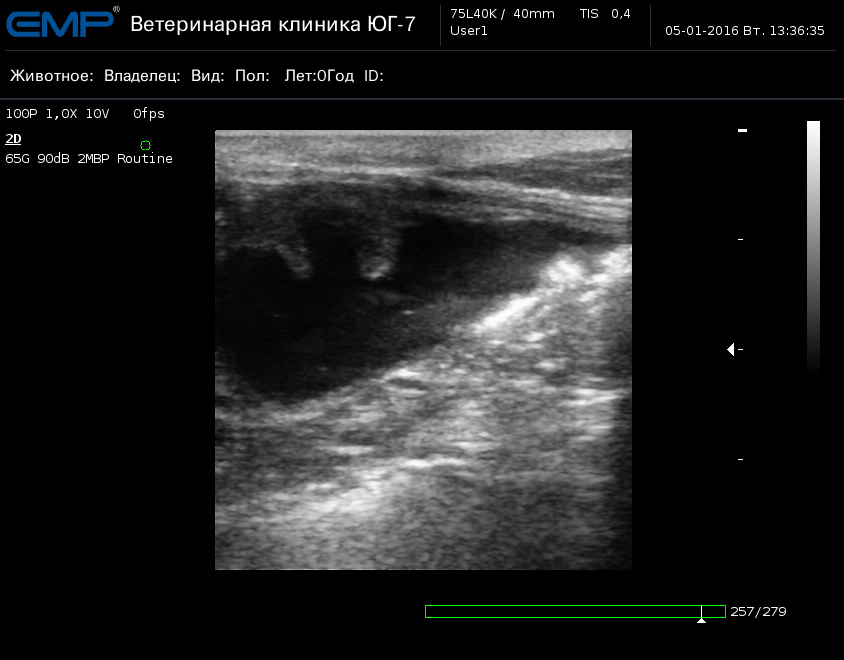 Узи мочеполовой системы. Толщина стенки мочевого пузыря УЗИ. Толщина стенки мочевого пузыря у кошки. УЗИ мочевого пузыря у животных. УЗИ мочевого пузыря у кошек.