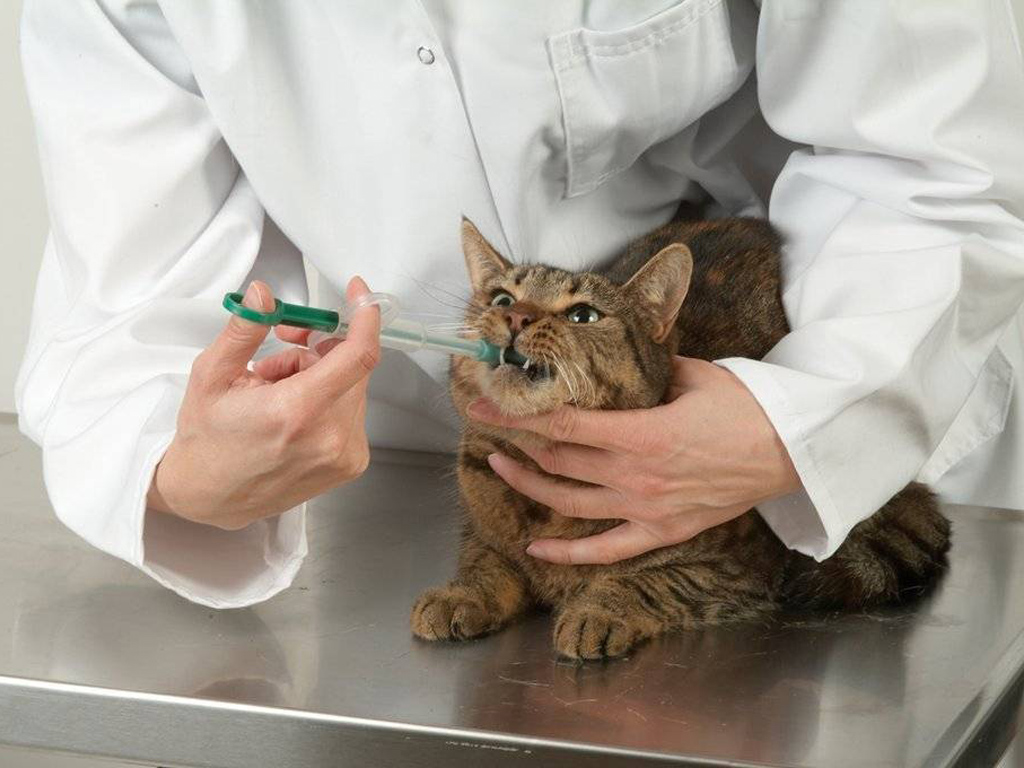 Как давать лекарство животным: кошке, собаке и прочим. Все методы.