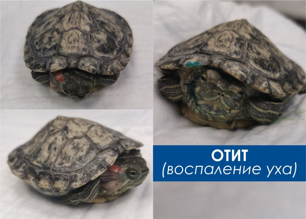 otit-u-krasnouhoj-cherepahi-1024x732 Диагностика и лечение отита у черепах