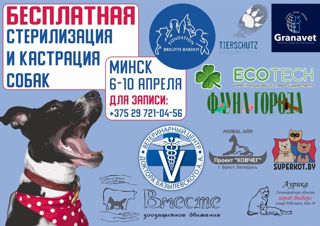 besplatnaya-sterilizaciya-i-kastraciya-sobak-v-minske-min-1024x724 Бесплатная стерилизация и кастрация собак в Минске