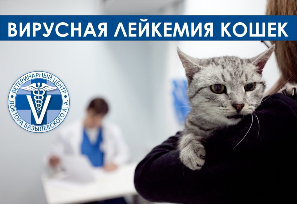 -кошек-и-котов-1024x704 Диагностика и лечение вирусной лейкемии кошек