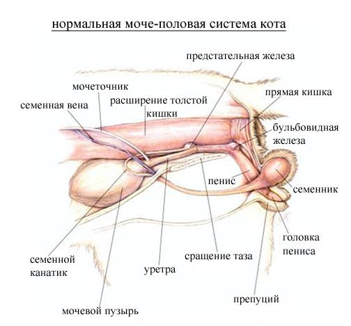normalnaya-moche-polovaya-sistema-kota Диагностика и лечение простатита