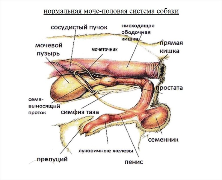 normalnaya-moche-polovaya-sistema-sobaki Диагностика и лечение простатита