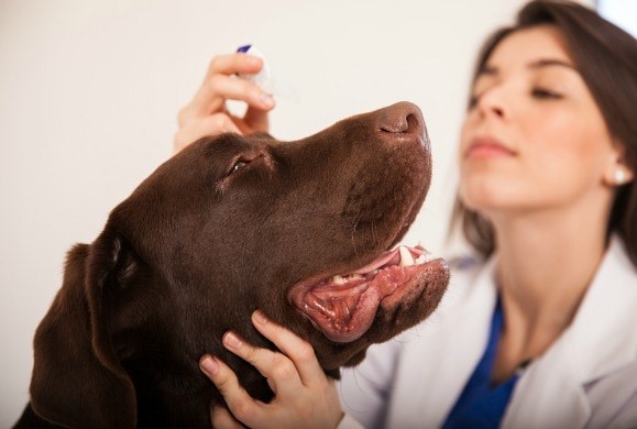 osmotr-sobaki 8 распространенных проблем со зрением у собак