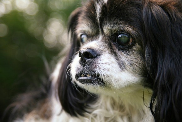 sobaka-s-bolnymi-glazami 8 распространенных проблем со зрением у собак