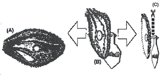 image-3 Флектрон