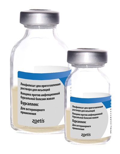 bursaplex Бурсаплекс+