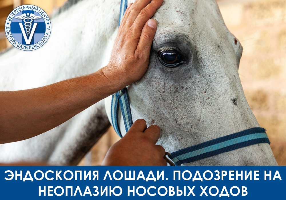 Эндоскопия лошади. Подозрение на неоплазию носовых ходов