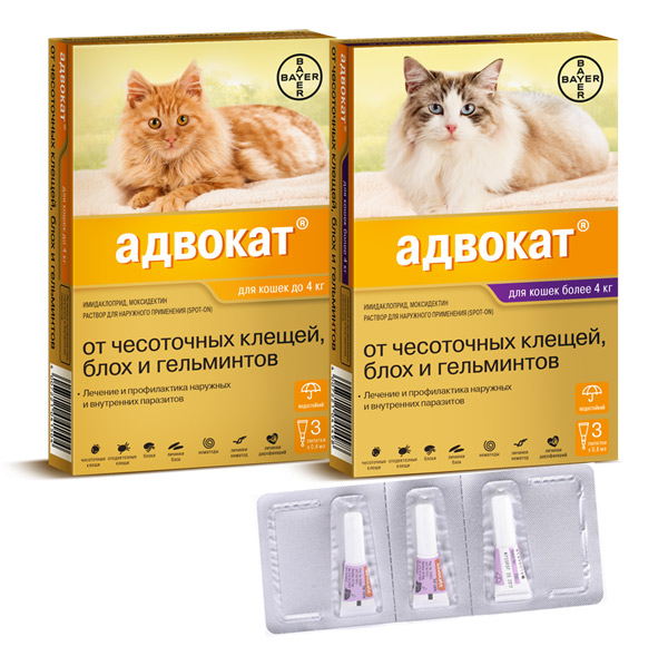 advocate-cat_ Адвокат для кошек