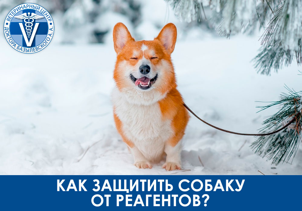 kak-zashchitit-sobaku-ot-reagentov Как защитить собаку от реагентов?