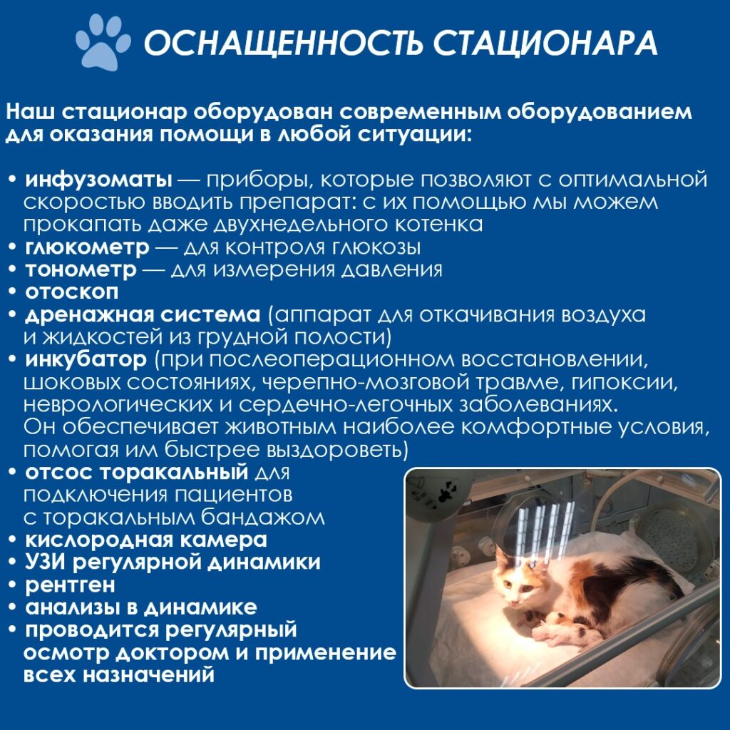 4-1024x1024 Круглосуточный стационар для Ваших четвероногих любимцев в филиале Минск