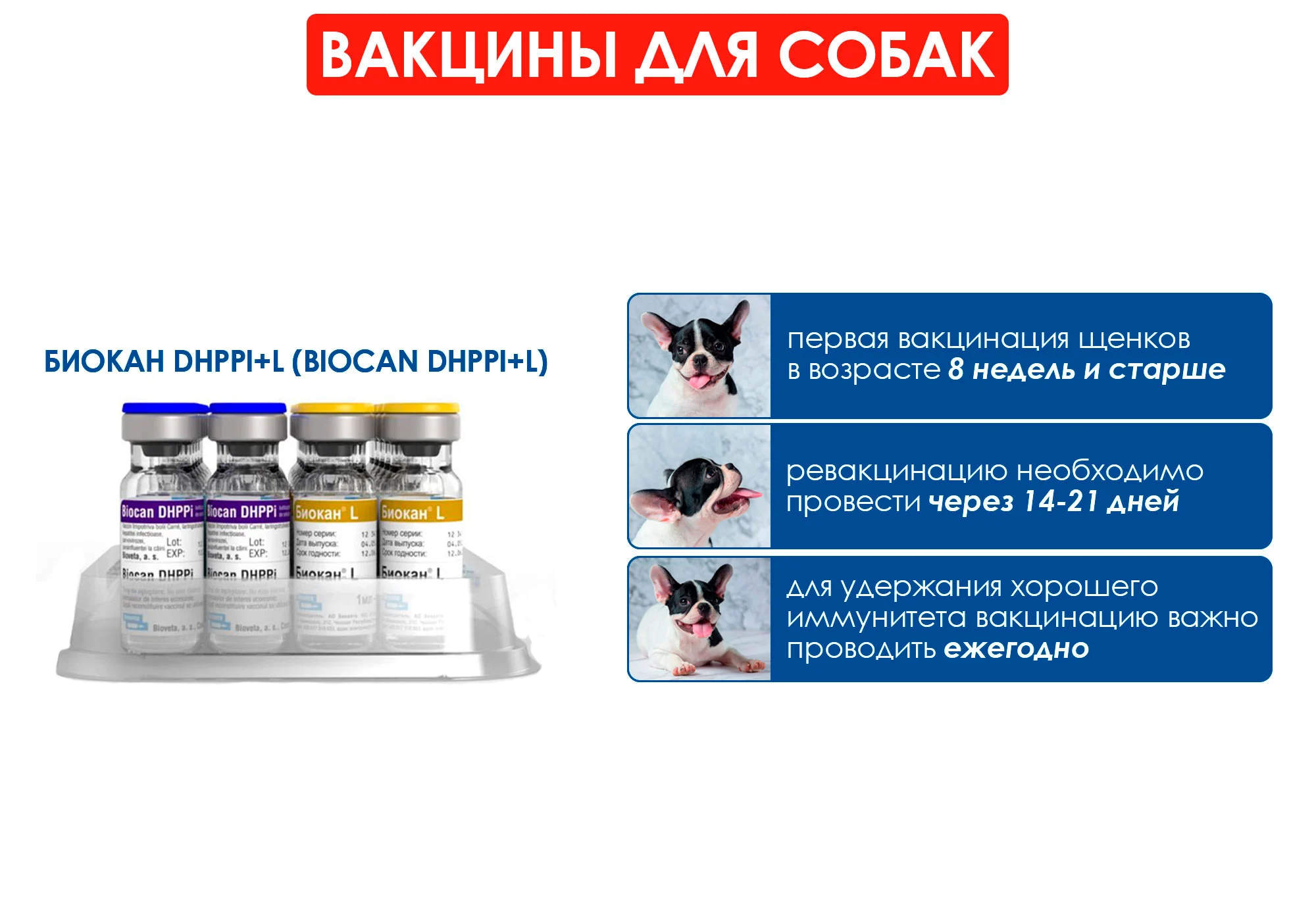 Биокан dhppi вакцина для собак. Биокан вакцина для собак. Биокан схема вакцинации.