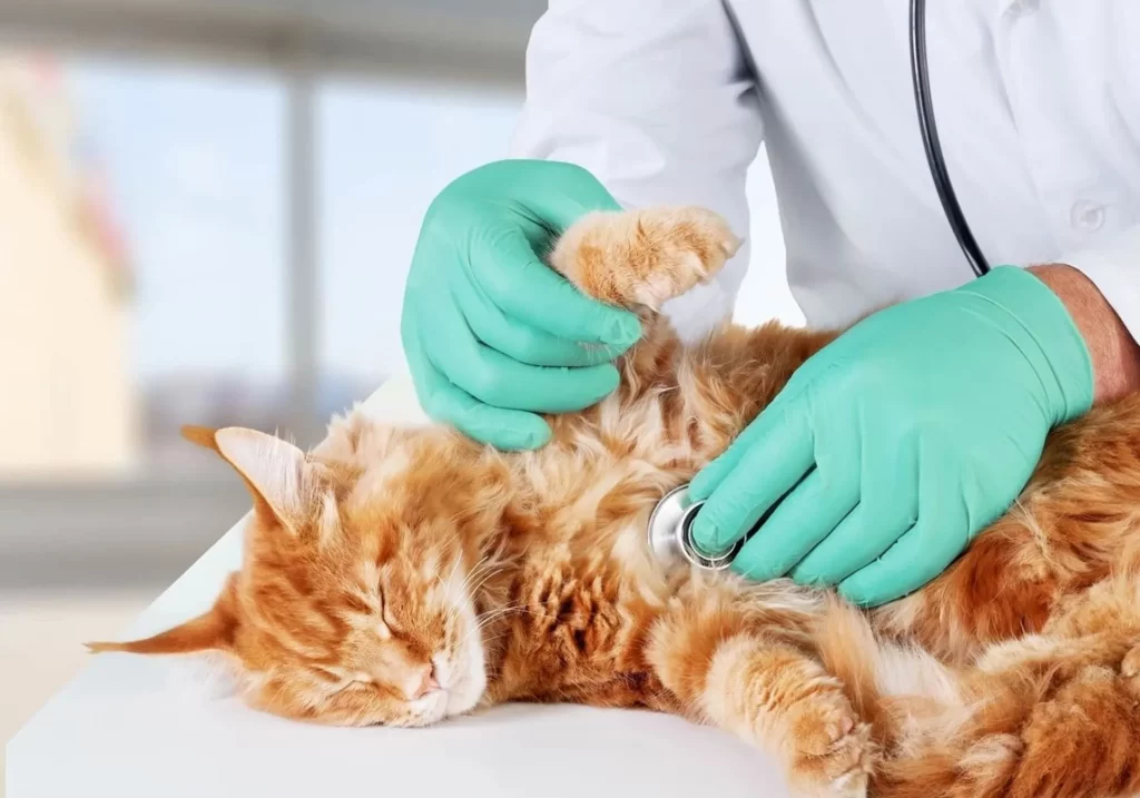 kot-v-veterinarnoj-klinike-1024x717 Панлейкопения у кошек