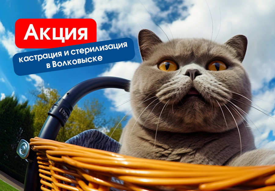 Акция на кастрацию и стерилизацию в Волковыске