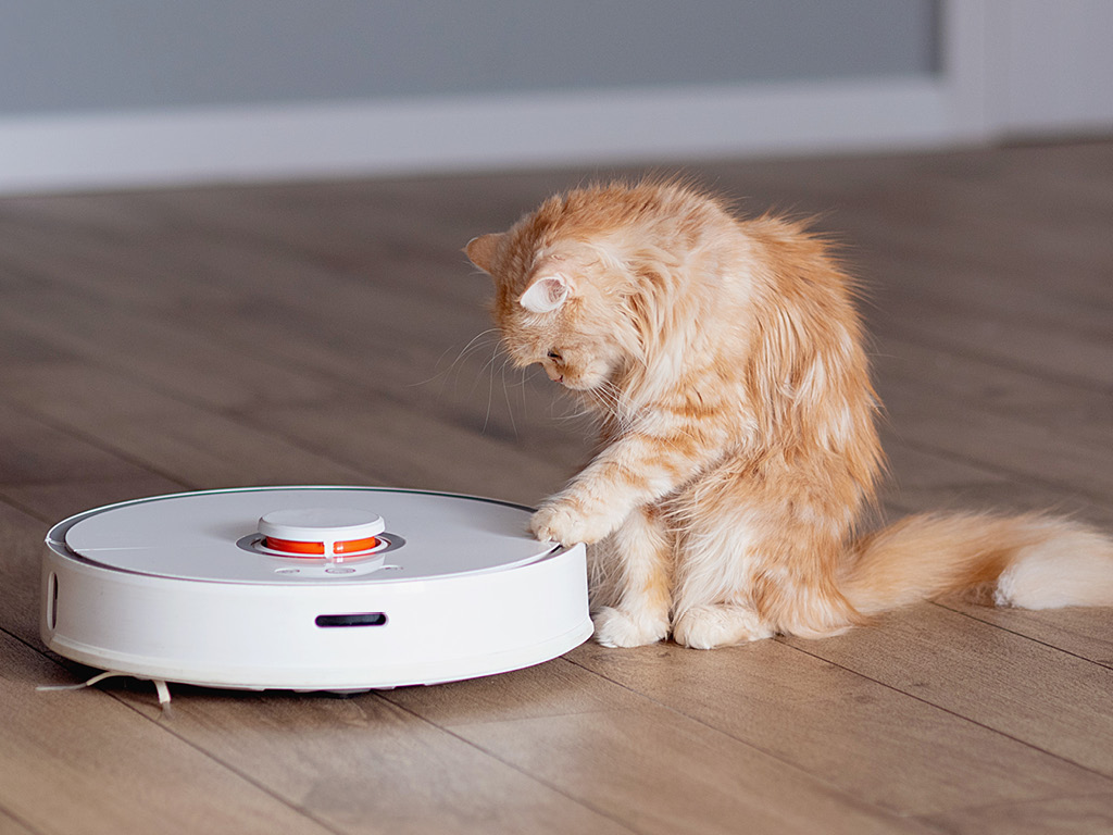 ryzhiy-kot-trogaet-lapoy-pylesos Кот боится пылесоса: почему так происходит и что с этим делать?