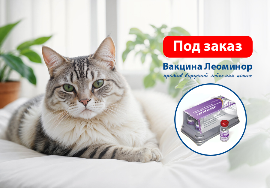 Леоминор