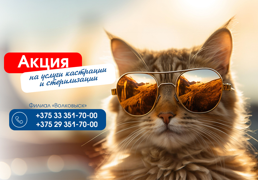 акция март Волковыск