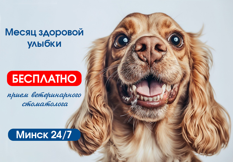 Месяц здоровой улыбки