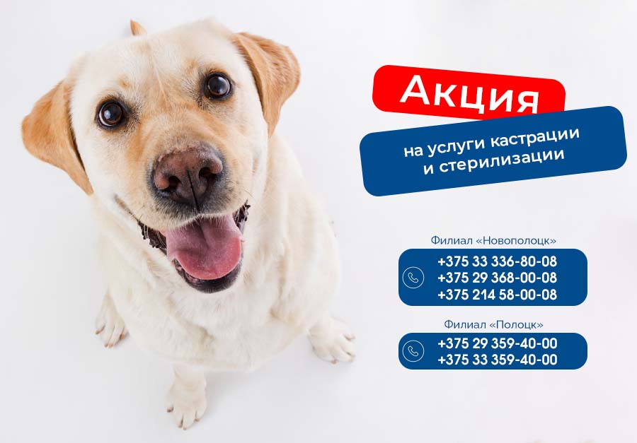 Кастрация и стерилизация акция Полоцк Новополоцк