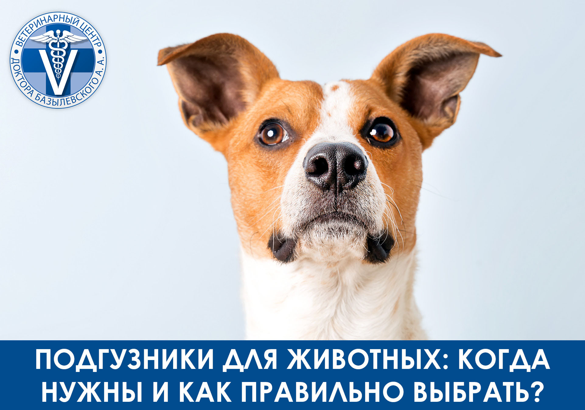 собака с поднятыми ушами