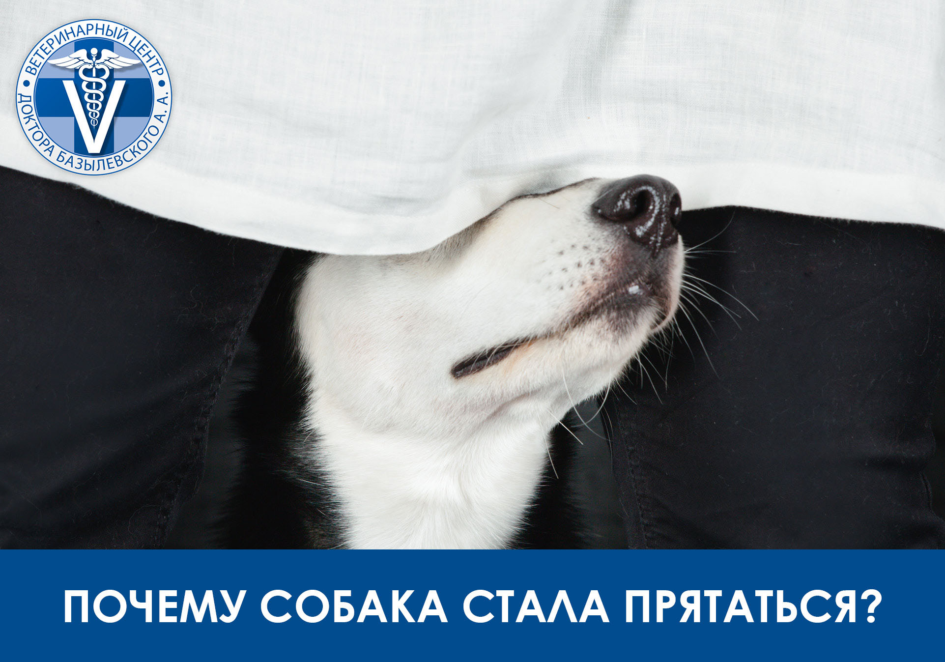 собака прячется