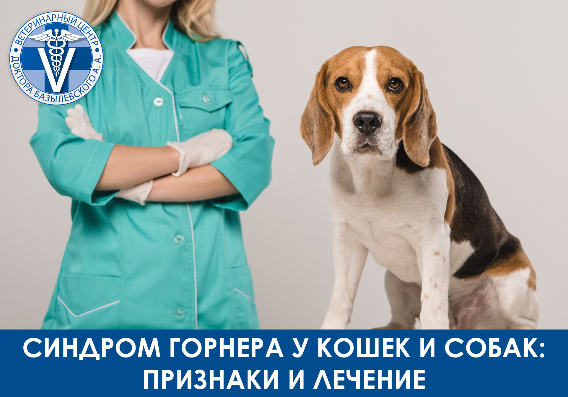 собака и ветеринар