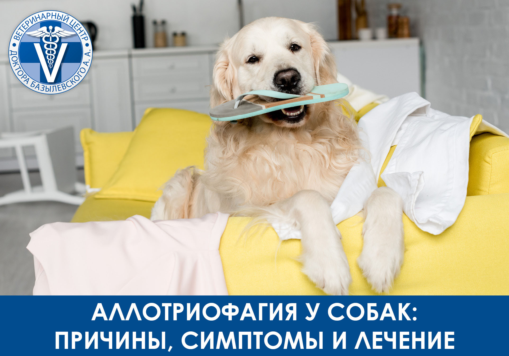 собака на диване