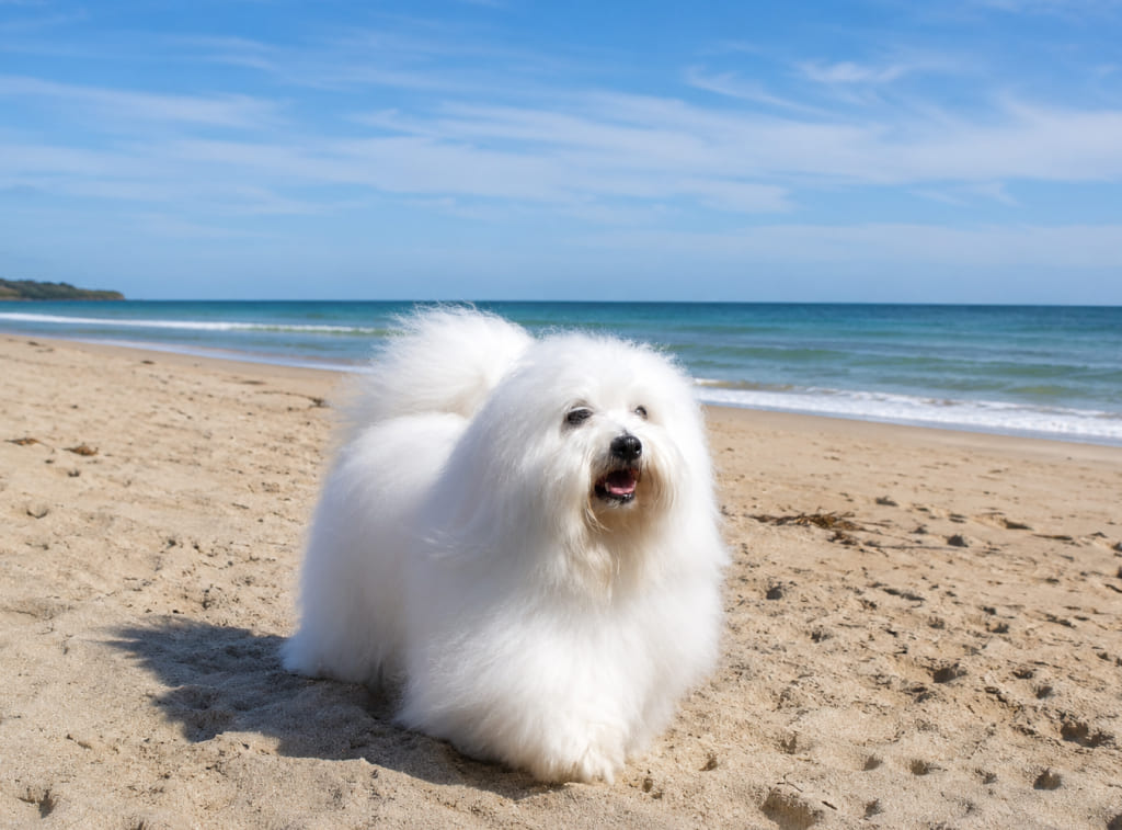 koton-de-tulear Кудрявые собаки: полный гид по породам, уходу и выбору питомца