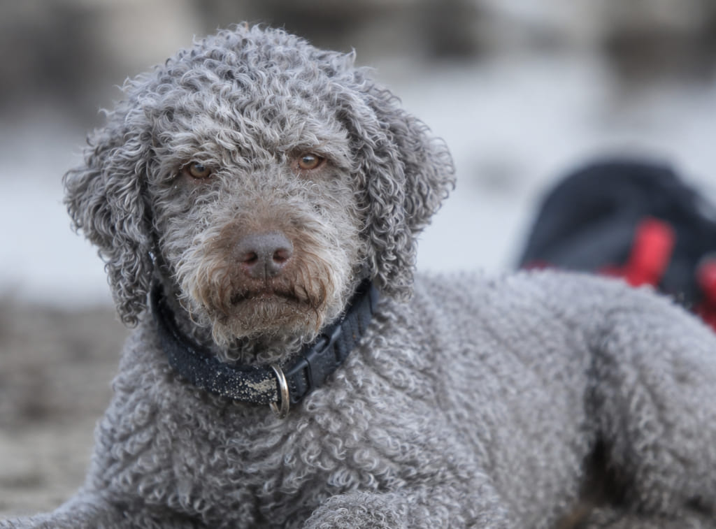 lagotto-romanolo Кудрявые собаки: полный гид по породам, уходу и выбору питомца