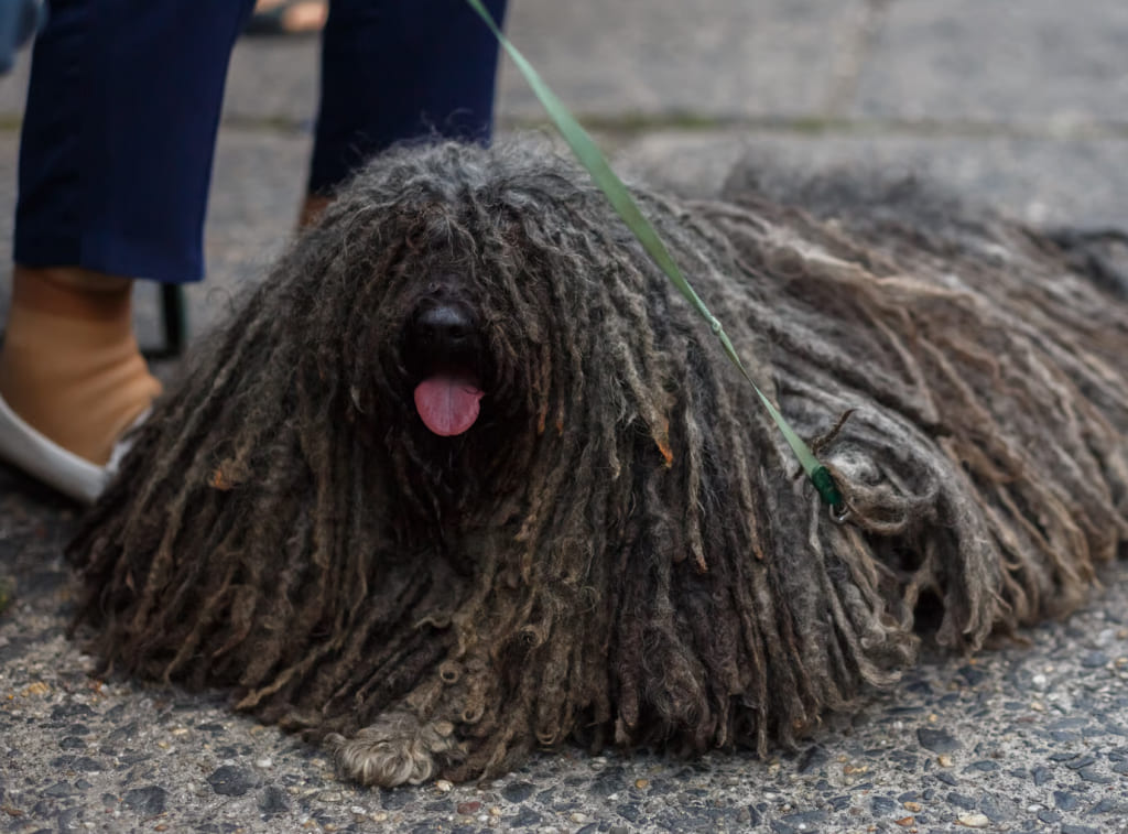 puli-vengerskaya-pastushya-sobaka-so-shnurovoy-sherstyu Кудрявые собаки: полный гид по породам, уходу и выбору питомца