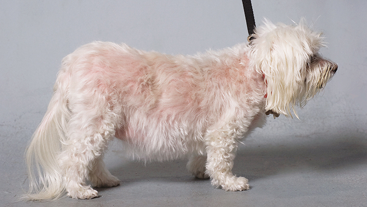 cushings-disease Общая информация по эндокринологии