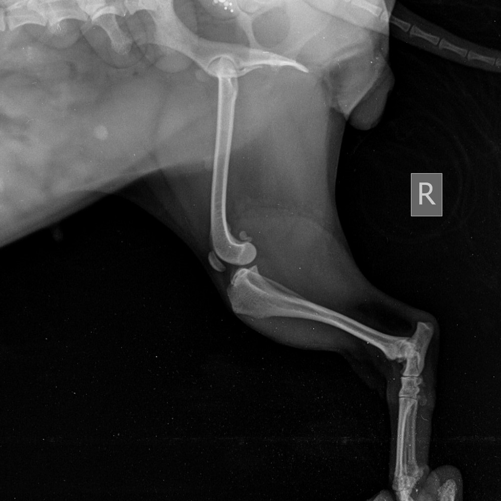 diagnostika-i-lechenie-razryva-pks-tplo_1 Диагностика и лечение разрыва ПКС, TPLO