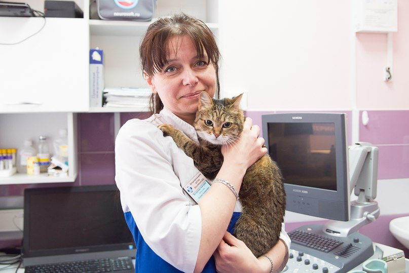 veterinarnyy-vrach-s-kotom-na-rukah Общая информация по физиотерапии и реабилитации