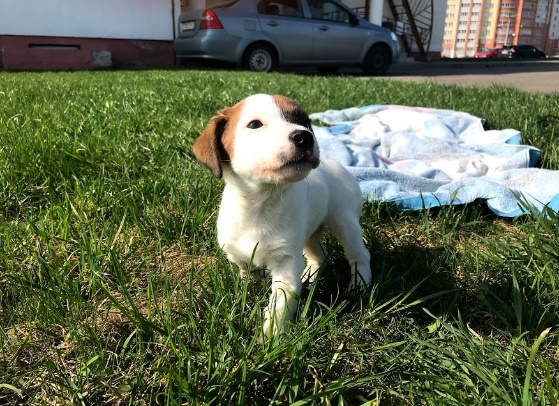 shchenok-vozle-veterinarnogo-centra-bazylevskogo Послеоперационное стационарное содержание