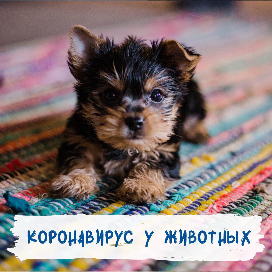 Коронавирус у животных