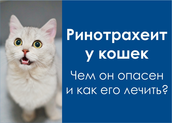 rinotrakheit Диагностика и лечение инфекционного ринотрахеита