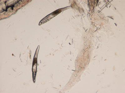 demodex-canis Диагностика и лечение демодекоза у собак