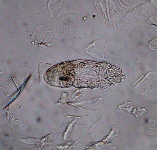 demodex-cornei Диагностика и лечение демодекоза у собак