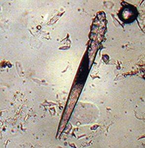 demodex-injai Диагностика и лечение демодекоза у собак