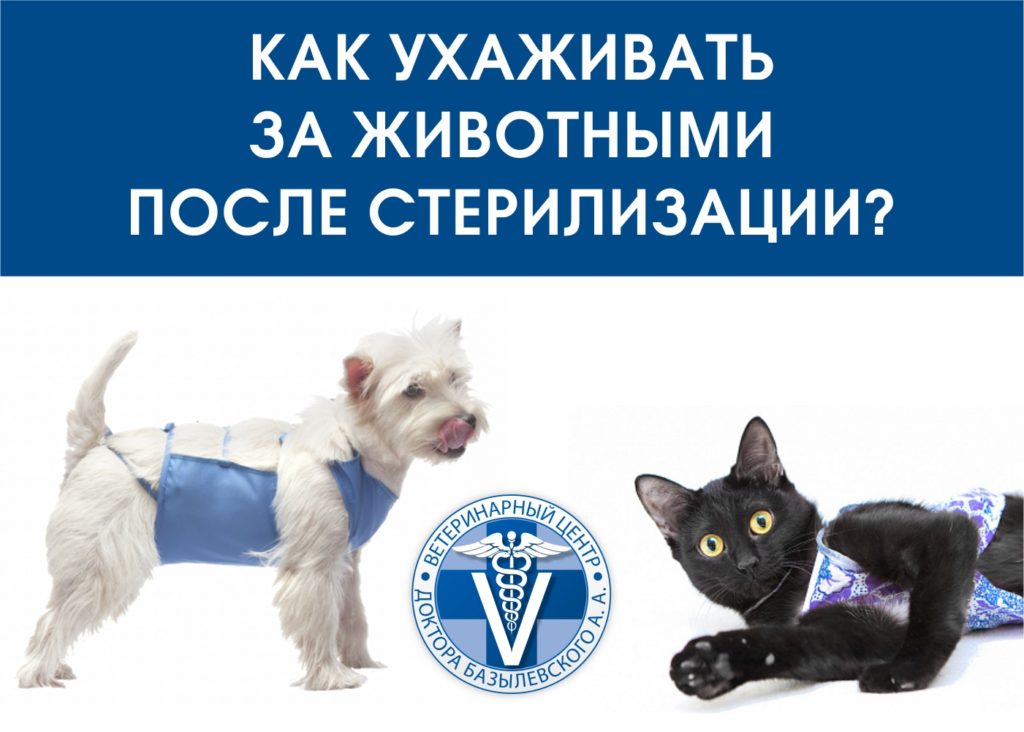 sterilka-1024x732 Уход за животными после кастрации и стерилизации