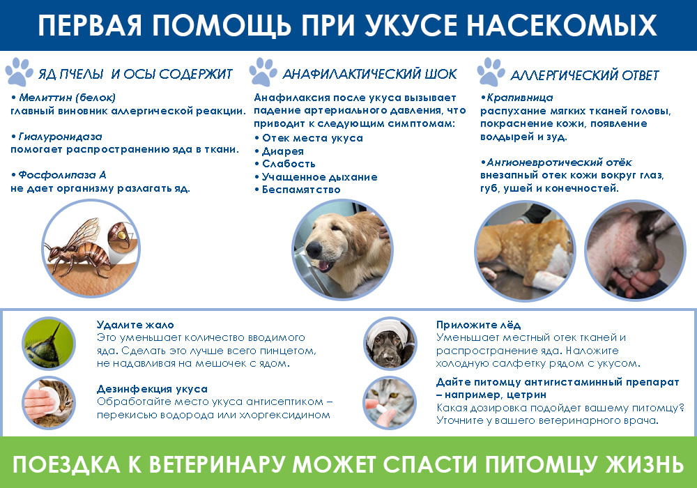ukusy-nasekomyh-u-domashnih-zhivotnyh Укусы насекомых у домашних животных