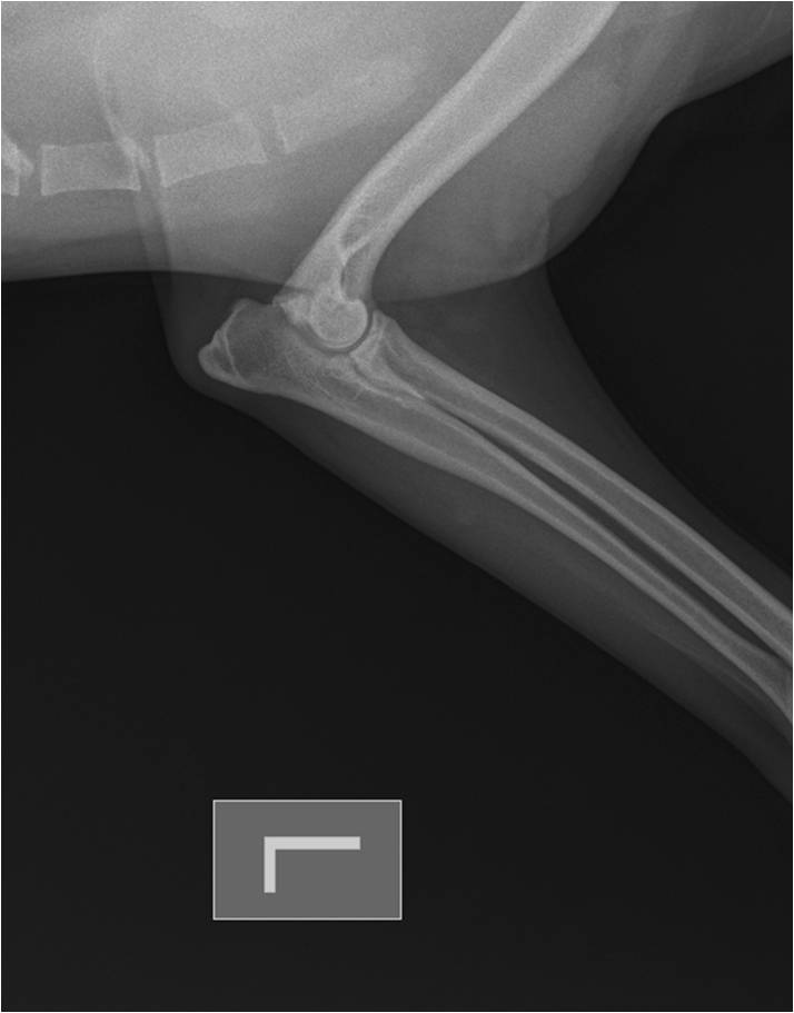 veterinarnyj-vrach-filiala-novopolock-o-displazii-tazobedrennyh-sustavov_10 Ветврач филиала Новополоцк о дисплазии тазобедренных суставов у собак