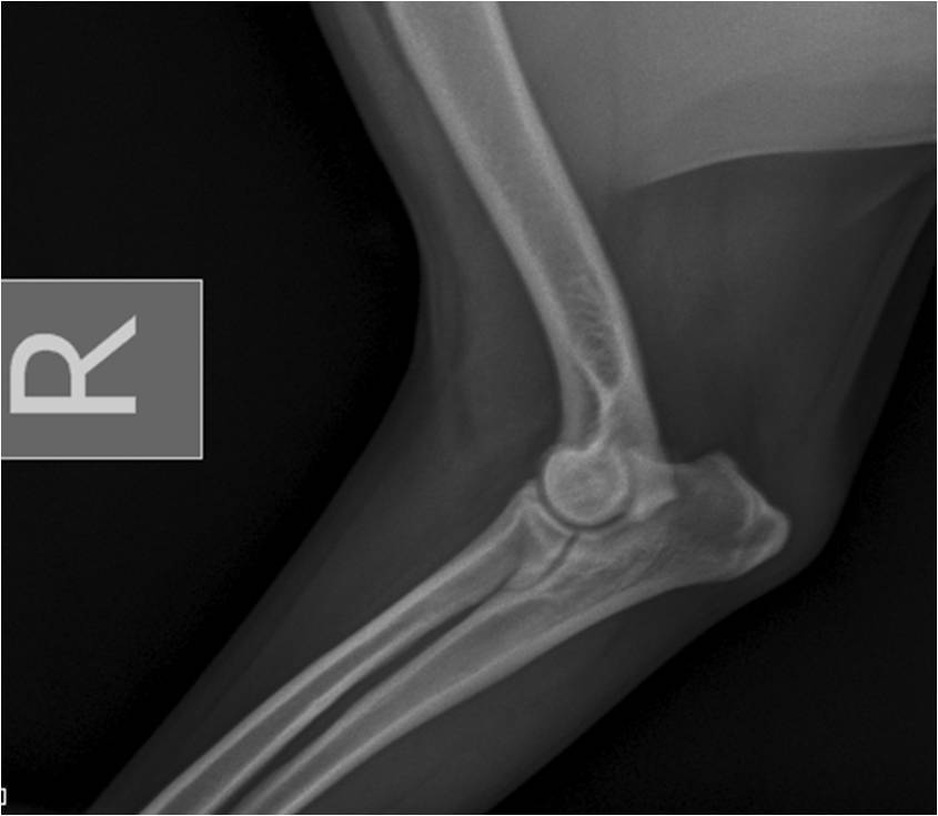veterinarnyj-vrach-filiala-novopolock-o-displazii-tazobedrennyh-sustavov_11 Ветврач филиала Новополоцк о дисплазии тазобедренных суставов у собак