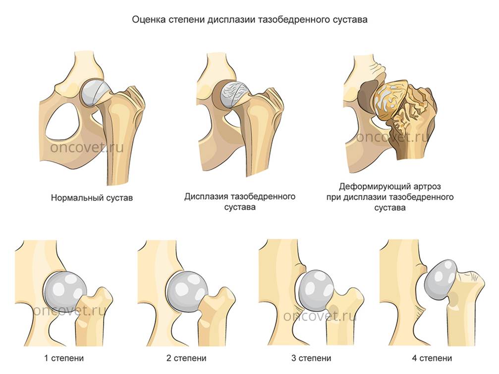 veterinarnyj-vrach-filiala-novopolock-o-displazii-tazobedrennyh-sustavov_4 Ветврач филиала Новополоцк о дисплазии тазобедренных суставов у собак