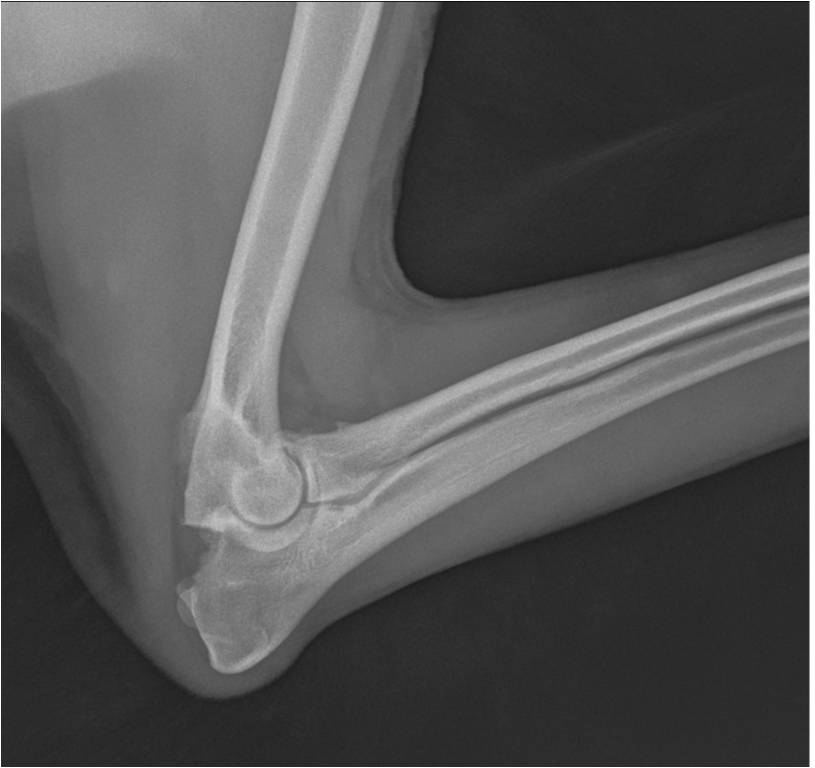 veterinarnyj-vrach-filiala-novopolock-o-displazii-tazobedrennyh-sustavov_7 Ветврач филиала Новополоцк о дисплазии тазобедренных суставов у собак