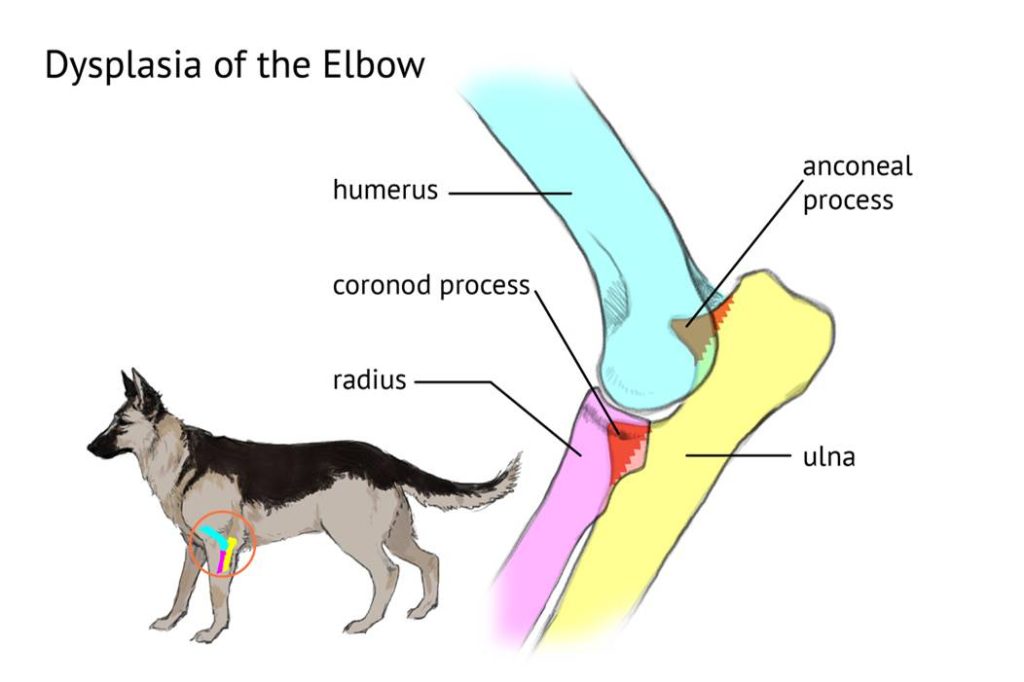 veterinarnyj-vrach-filiala-novopolock-o-displazii-tazobedrennyh-sustavov_9-1024x682 Ветврач филиала Новополоцк о дисплазии тазобедренных суставов у собак