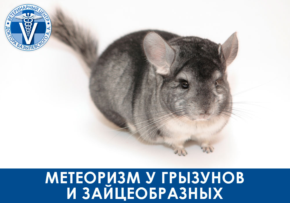 Метеоризм у грызунов и зайцеобразных