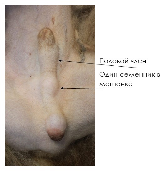 do-operacii-stoit-li-kastrirovat-kriptorhov Стоит ли кастрировать крипторхов?